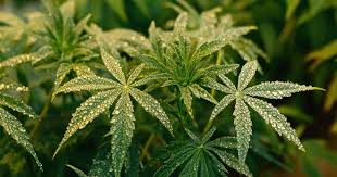 All You Need to Know About Auto Flower Seeds