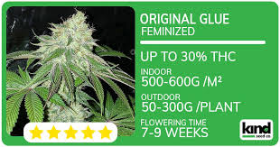 All You Need to Know About Auto Flower Seeds